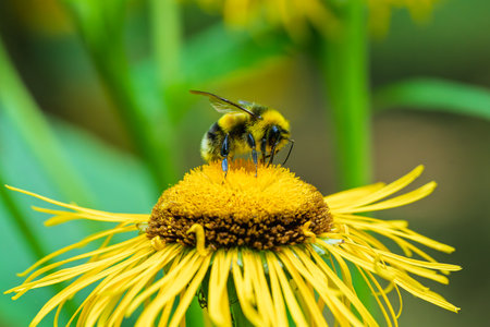 A bee is pollinating a bright and colorful yellow flower in a vibrant garden setting