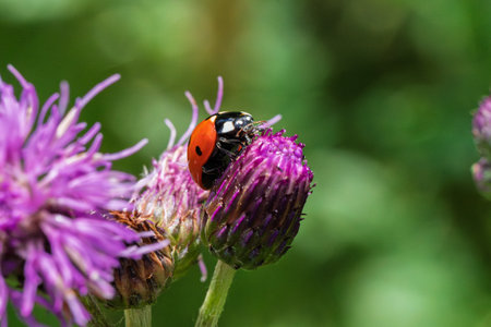 This is a closeup image of a lovely ladybug resting peacefully on a vibrant purple flower petal