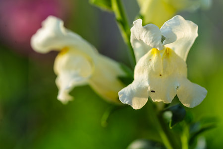 Delicate and Beautiful White Snapdragons Are Blooming in the Spring Garden This Year
