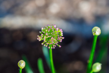 A Delicate Wildflower Beautifully Displaying Its Gorgeous Bloom in Natures Splendor and Beautyの写真素材