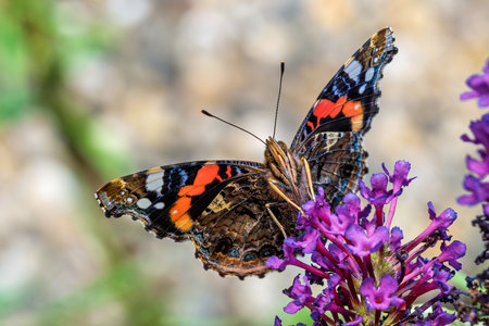 A beautiful butterfly, Admiral, Vanessa atalanta, gracefully resting on a vibrant purple flower in its natural habitatの写真素材