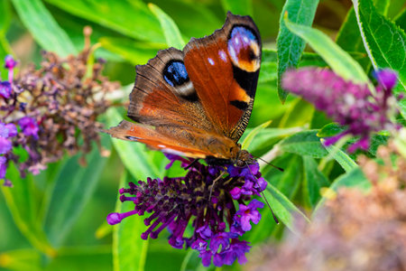 A breathtaking closeup of a vibrant Peacock butterfly proudly displaying its stunning vivid colors...