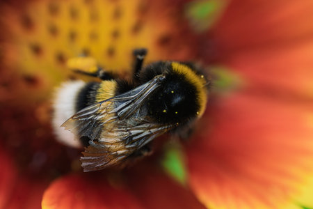 A close view of a bee on a colorful flower, highlighting nature's beauty and the importance of...