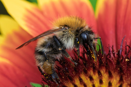 A close view of a bee on a colorful flower, highlighting nature's beauty and the importance of...