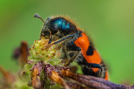 A closeup view of a vibrant bee displaying its orange and black markings while pollinating a plant
