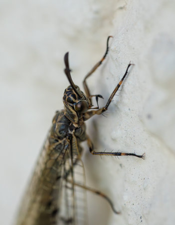 Euroleon nostras is an animal that is like a dragonfly but has horns and wings