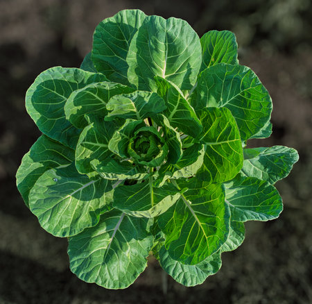 A vibrant green lettuce plant is beautifully showcasing its lush foliage in a picturesque garden...