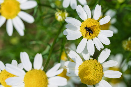 This image features a closeup view of vibrant and colorful daisies, with a tiny insect exploring the...