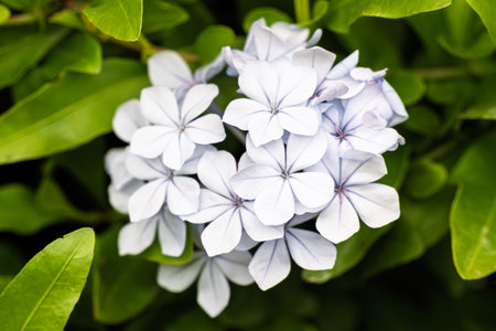 Cluster of delicate white Plumbago auriculata flowers in full bloom, surrounded by lush green...