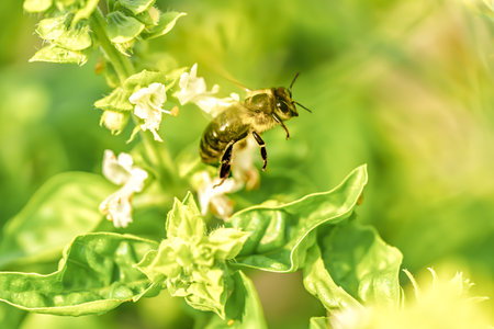 Macro photo of Apis mellifera, the honeybee, in mid-flight approaching a white Ocimum basilicum...