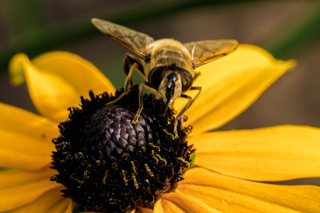 Macro close-up of Eristalis tenax, the drone fly, feeding on a Rudbeckia hirta flower. Detailed view...