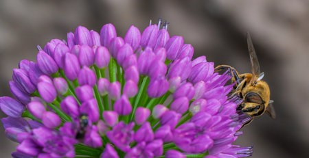 Close-up of a drone fly (Eristalis tenax) feeding on purple ornamental allium blossoms. A vivid...