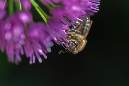 A detailed macro photograph of a honeybee (Apis mellifera) collecting nectar and pollen from vibrant...