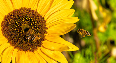 Close-up of honey bees Apis mellifera on sunflower Helianthus annuus collecting pollen and nectar....