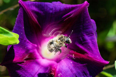A bee densely covered in golden pollen hovers inside a vibrant purple morning glory (Ipomoea...