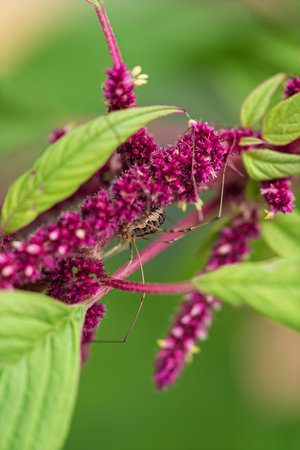 Closeup of an arachnid resting on a vibrant red Amaranthus flower. Detailed macro shot shows long...