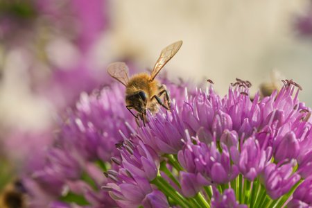 Close up of Apis mellifera honey bee feeding on nectar of a purple Allium blossom. Detailed macro...