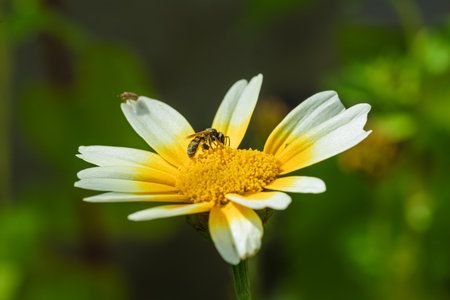 Detailed macro of a pollinator insect covered in pollen on a daisy flower with white and yellow...