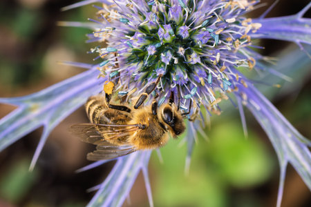 Close up macro of a honey bee Apis mellifera pollinating a blue Eryngium flower. Detailed view of...