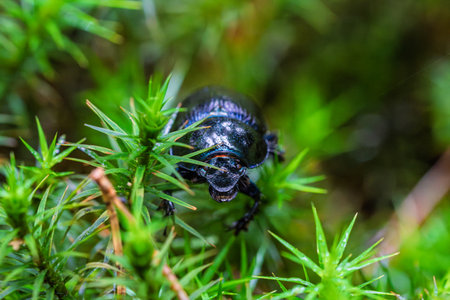 This image features a closeup view of a black beetle resting on vibrant lush green moss
