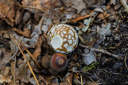 Unique and Beautiful Patterned Mushrooms Found Among the Forest Debris of Natures Wondersの写真素材