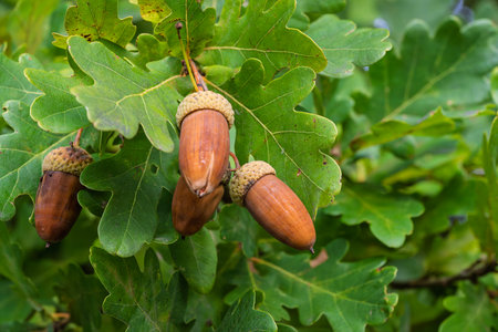 Acorns on Oak Leaves  A Beautiful Celebration of Natures Bountiful Harvest During Autumn