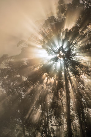 Misty eucalyptus forest scene, Bright sunlight filters softly through towering trees and fogの写真素材
