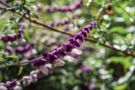 Serene depiction of fuzzy purple and white tubular flowers amid vibrant foliageの写真素材