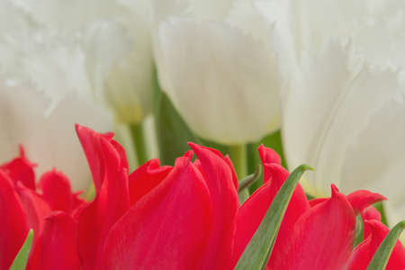 red and white tulips with green leaves, yellow stamens, Photographed close, bouquet,の写真素材