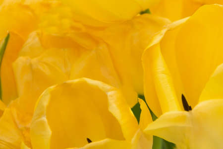 yellow tulip with green stems, isolated, white background, close upの写真素材