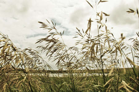 Green fodder, herb, summer, horizon, blue sky, clouds, asphalt, road, green grass, ears, close-up...