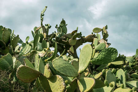 cacti; green; prickly; illuminated by the sun; background; picture close-up