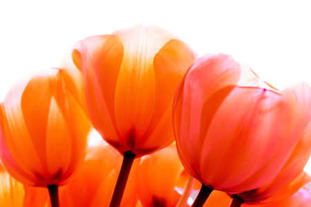 yellow tulip, with green stems, isolated, white backgroundのeditorial素材