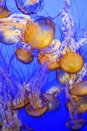Brown Sea Nettlesの写真素材