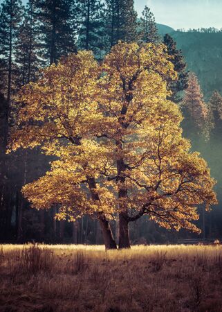 California Black Oak, Yosemite Valley CAの写真素材