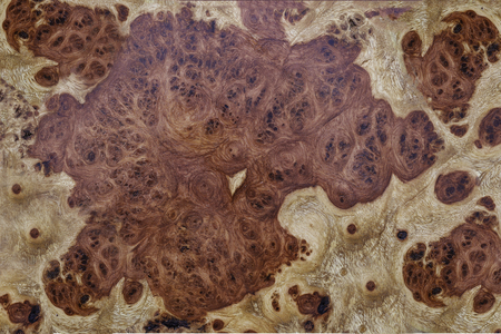 nice wood burl exoticの写真素材