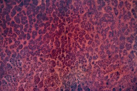 gread amazing Amboyna wood burl back dot painted exoticの写真素材