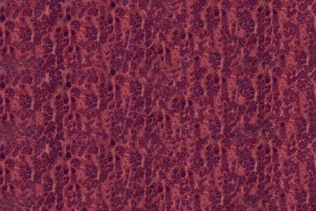 Amboyna wood burl back dot painted exotic gread amazing stripedの写真素材