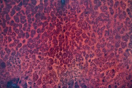 painted wood of Amboyna wood burl source exotic black dotの写真素材