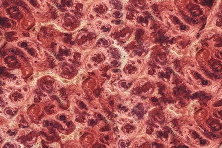 Amboyna wood burl striped grain pattern exotic for interior decoration carの写真素材