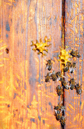 bee hive with bees on itの写真素材