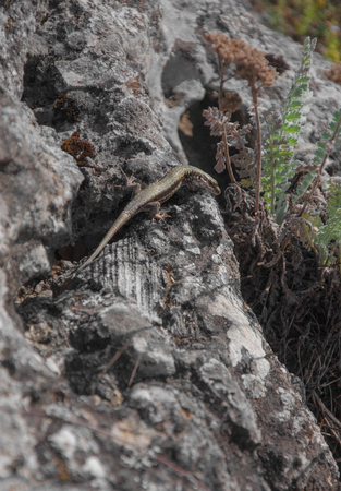 lizard sitting on rock  for your designの写真素材
