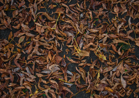 abstract background with fallen autumn leaves for your designの写真素材