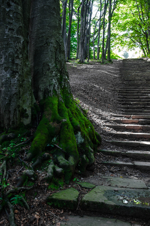 stone stairs among the green forestの写真素材
