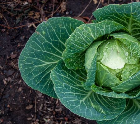 Green juicy headed cabbage with dew on the leaves growing on black soilの写真素材