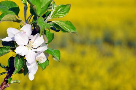 blooming apple tree branch on a yellow background