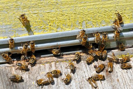 bee hive with bees on it