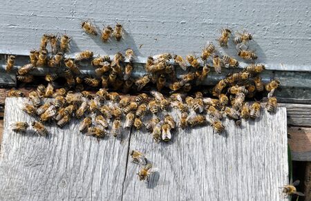 bee hive with bees on it