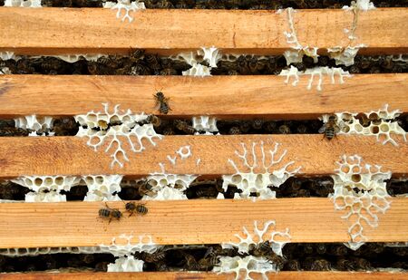 bee frames with bees