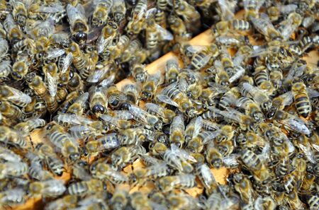 bee frame with bees